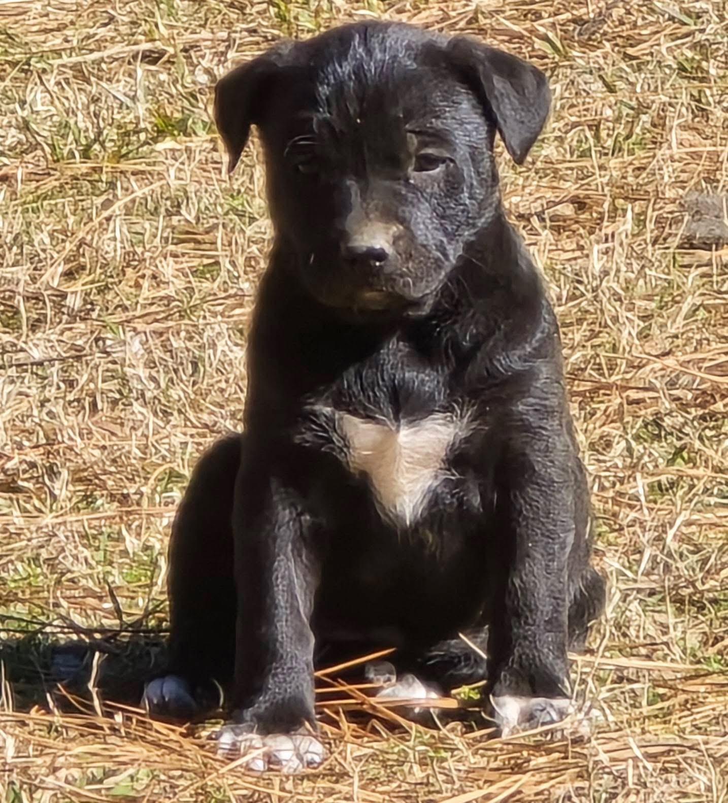 Jelly Bean — thumbnail 3