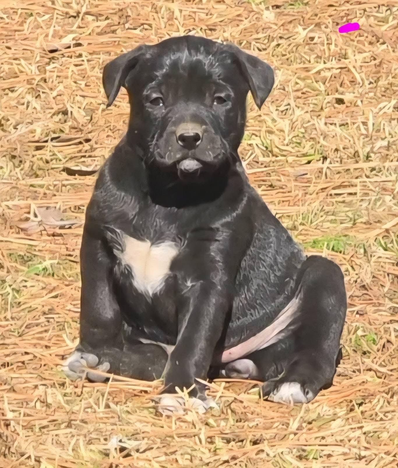 Jelly Bean — thumbnail 4