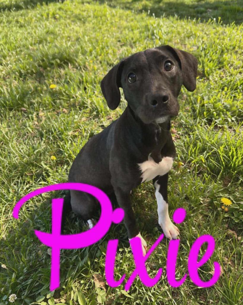 Enlarge Pixie, a Adoptable mixed breed in Livingston, LA image 1/2