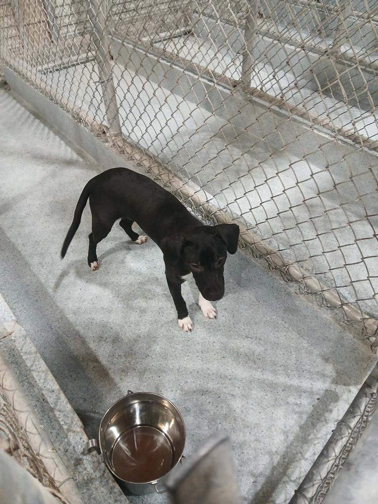 Enlarge Pixie, a Adoptable mixed breed in Livingston, LA image 2/2