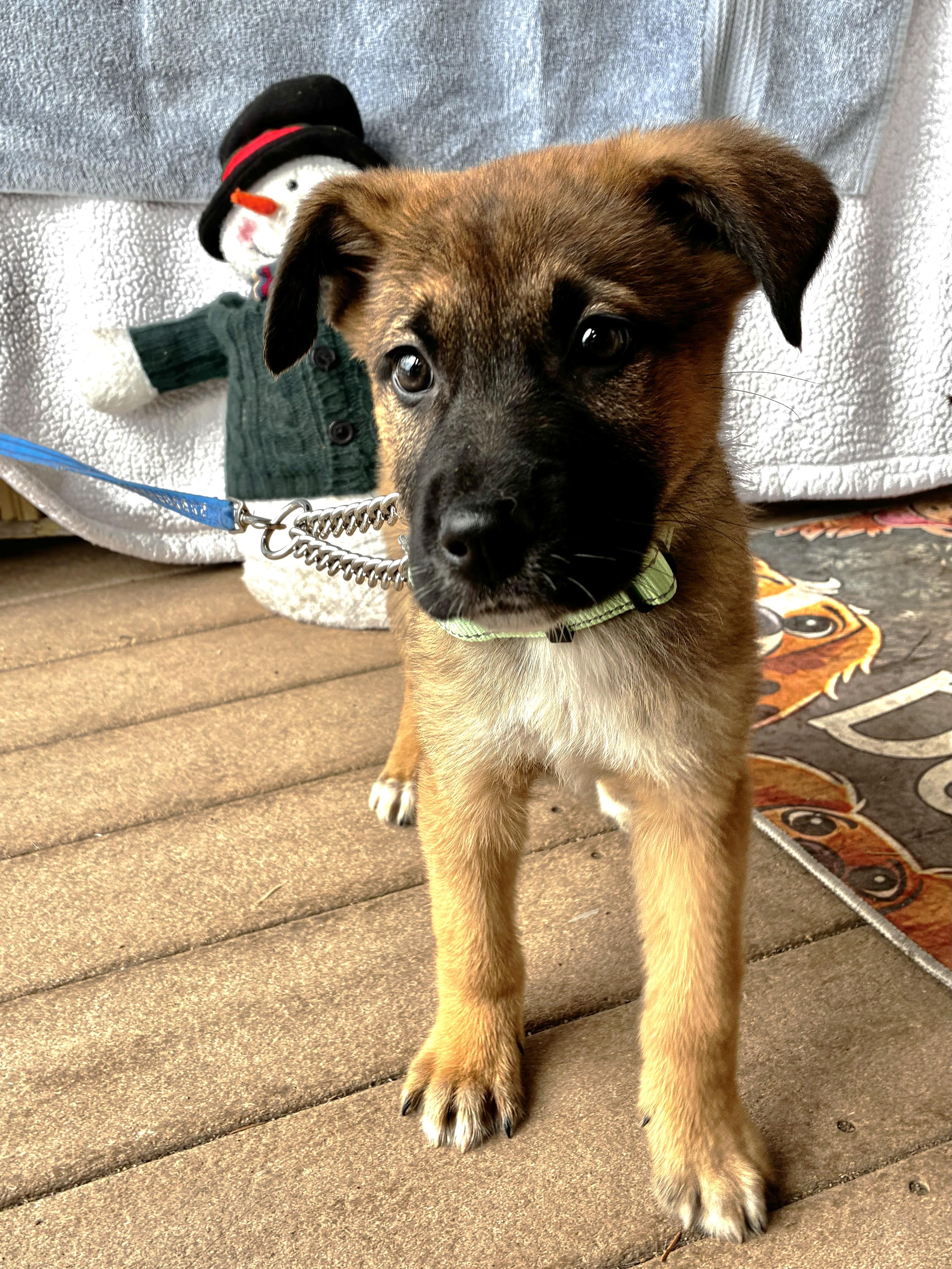 Enlarge Steamy, an adopted mixed breed in West Chicago, IL image 3/3