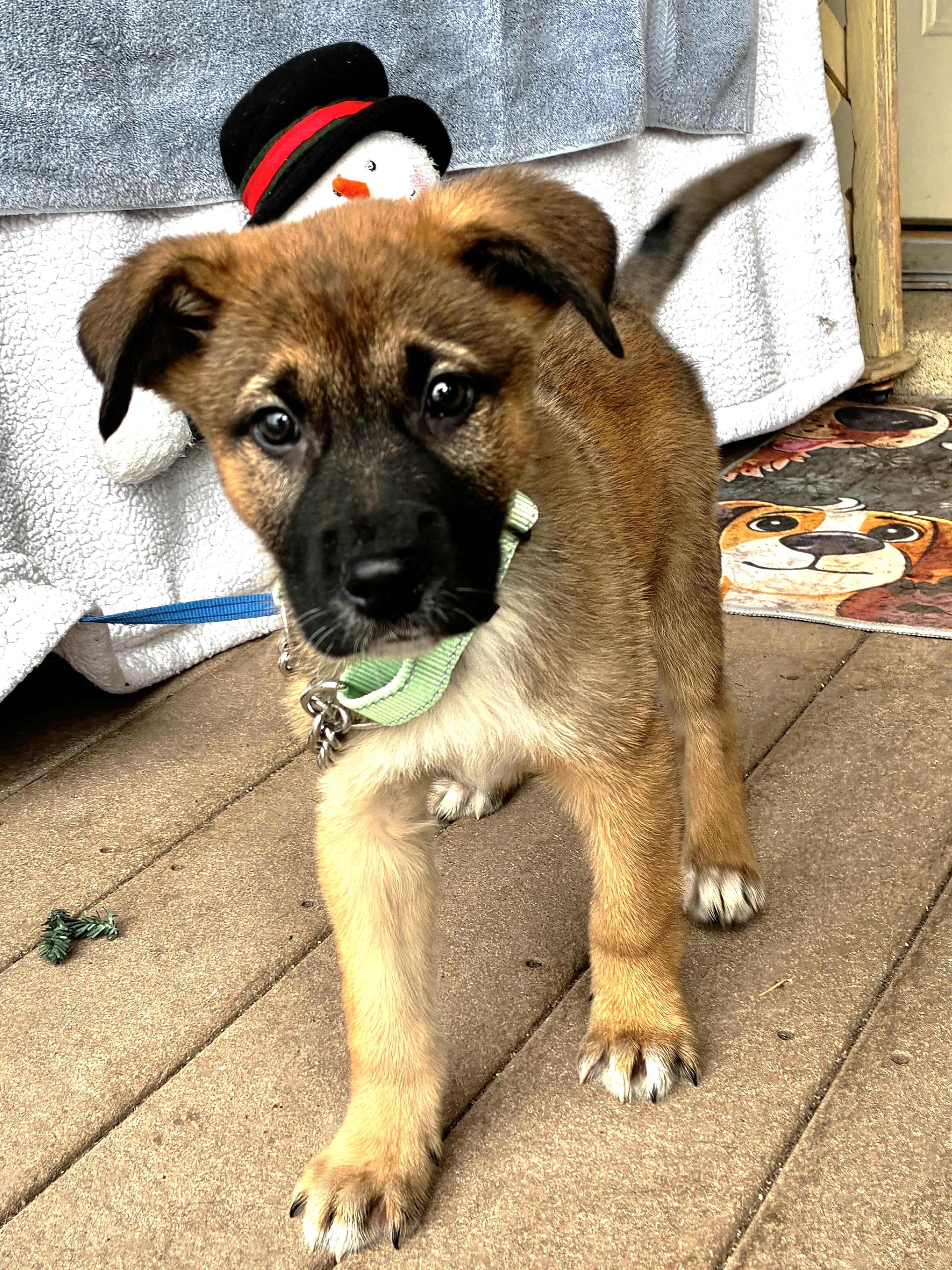 Enlarge Steamy, an adopted mixed breed in West Chicago, IL image 2/3