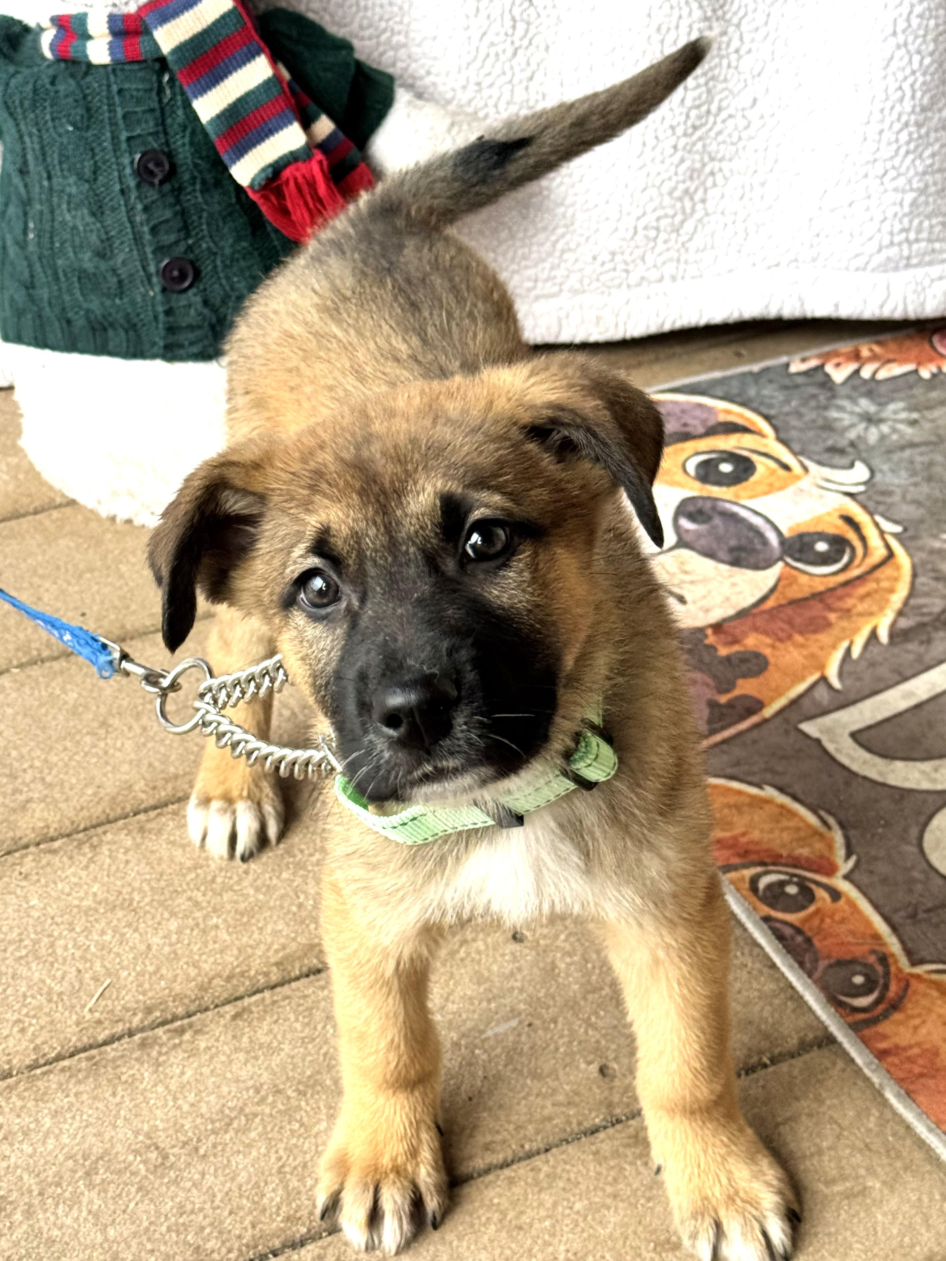 Enlarge Steamy, an adopted mixed breed in West Chicago, IL image 1/3