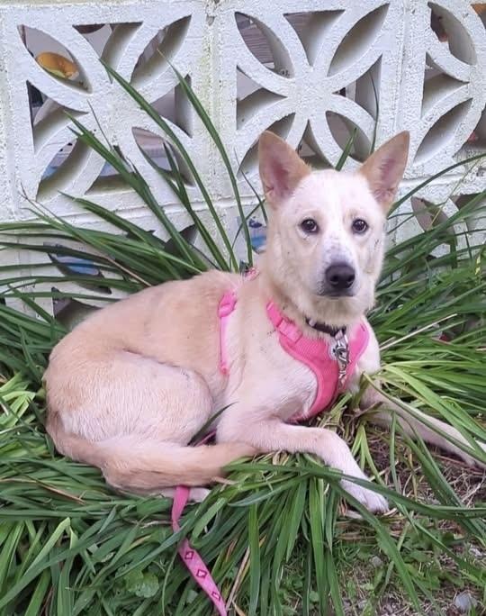 Luna, Adoptable, Adult Female Shepherd & Mixed Breed.