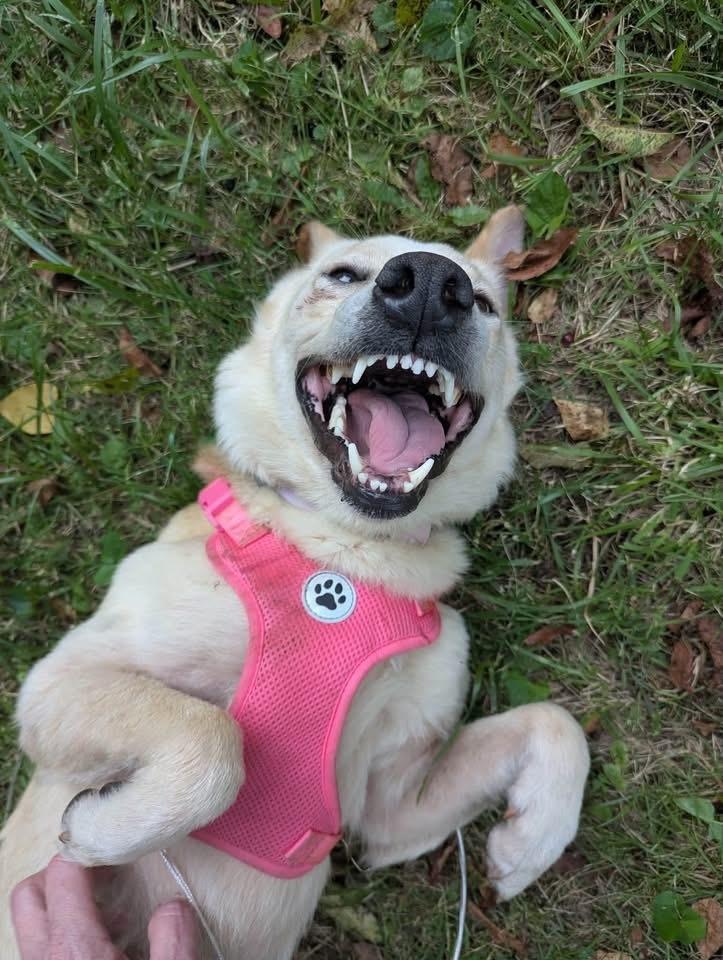 Enlarge Luna, a Adoptable mixed breed in Irwin, PA image 2/5