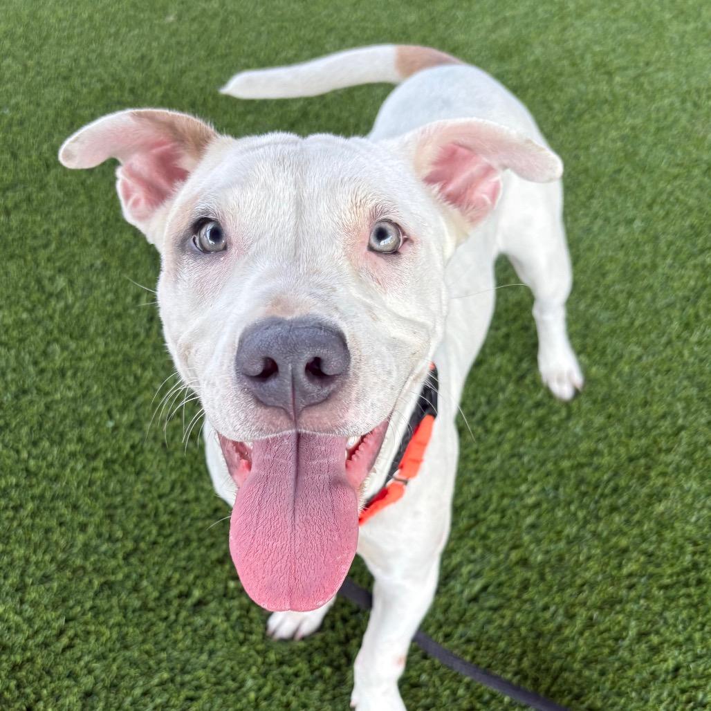 Darcy, Adoptable, Young Female Pit Bull Terrier.