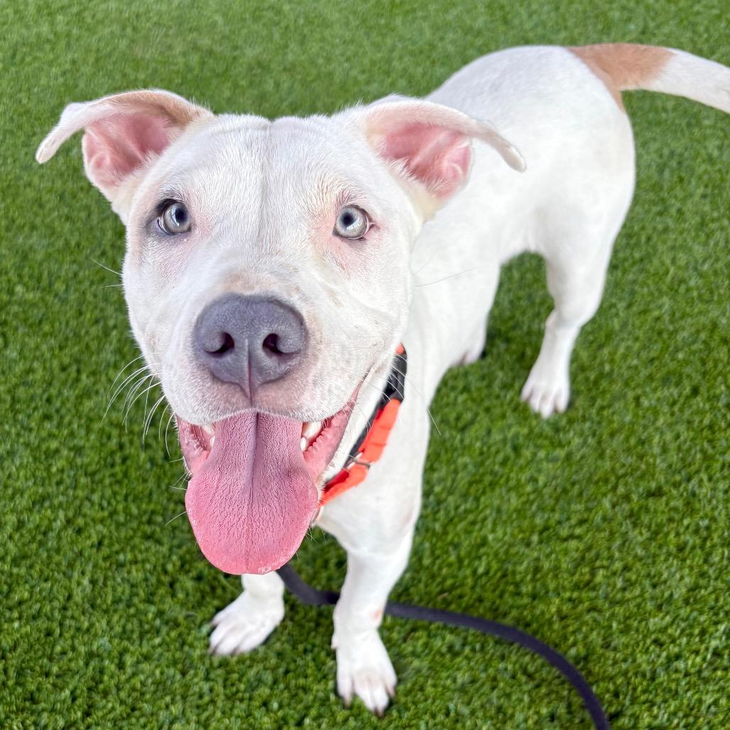 Enlarge Darcy, a Adoptable Pit Bull Terrier in St Joseph, MO image 2/2