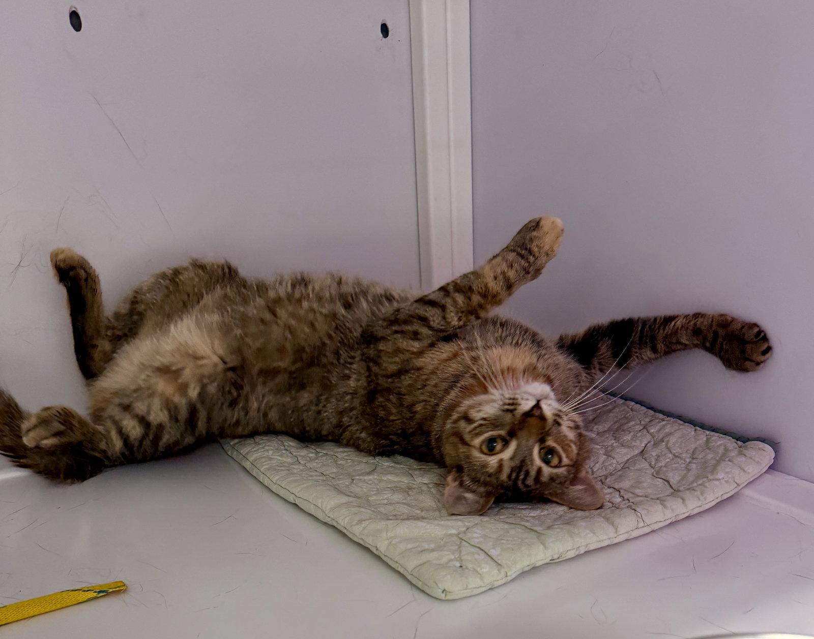 Enlarge Wilma, a Adoptable Domestic Short Hair in Alexandria, VA image 1/3