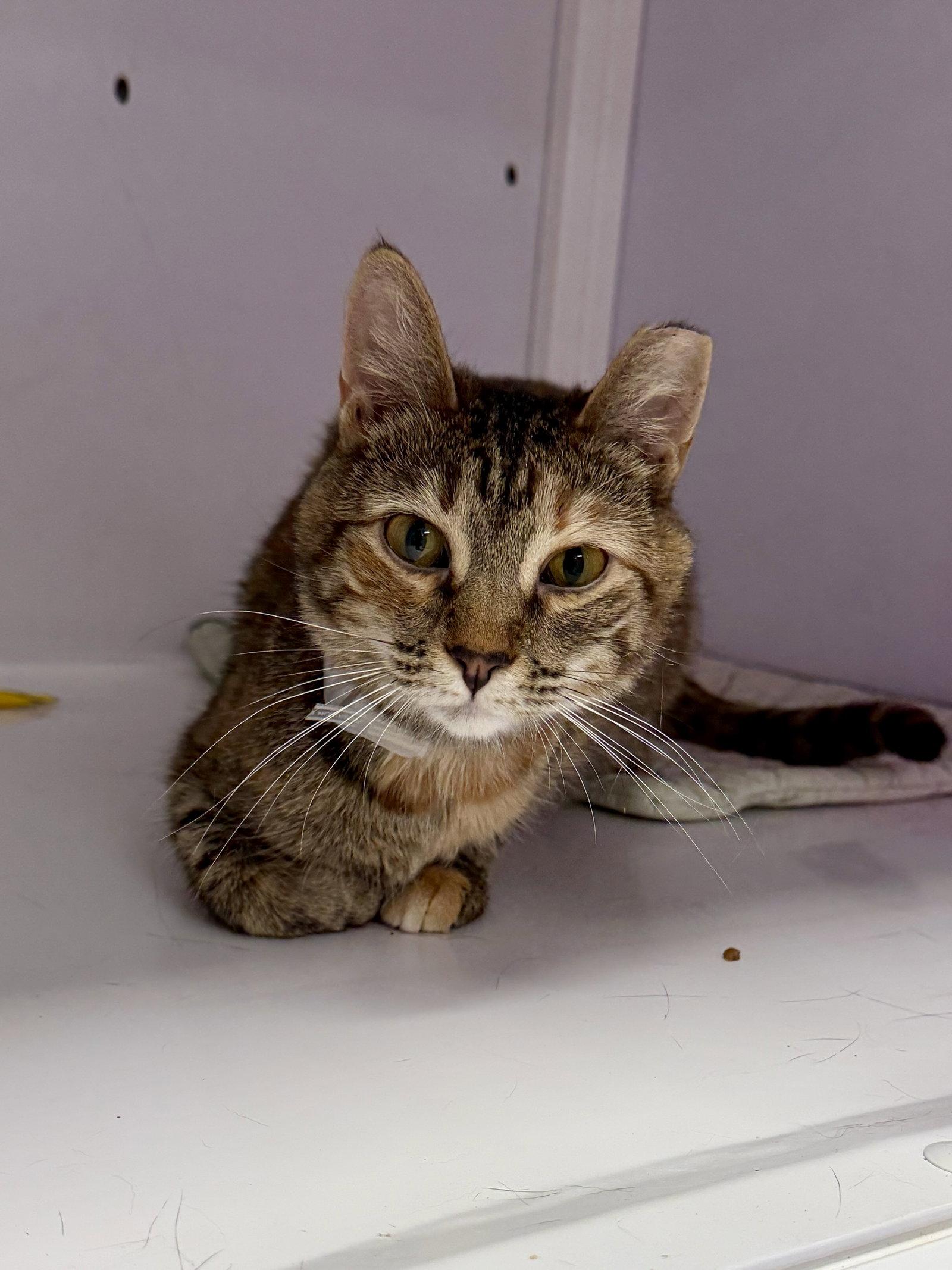 Enlarge Wilma, a Adoptable Domestic Short Hair in Alexandria, VA image 2/3