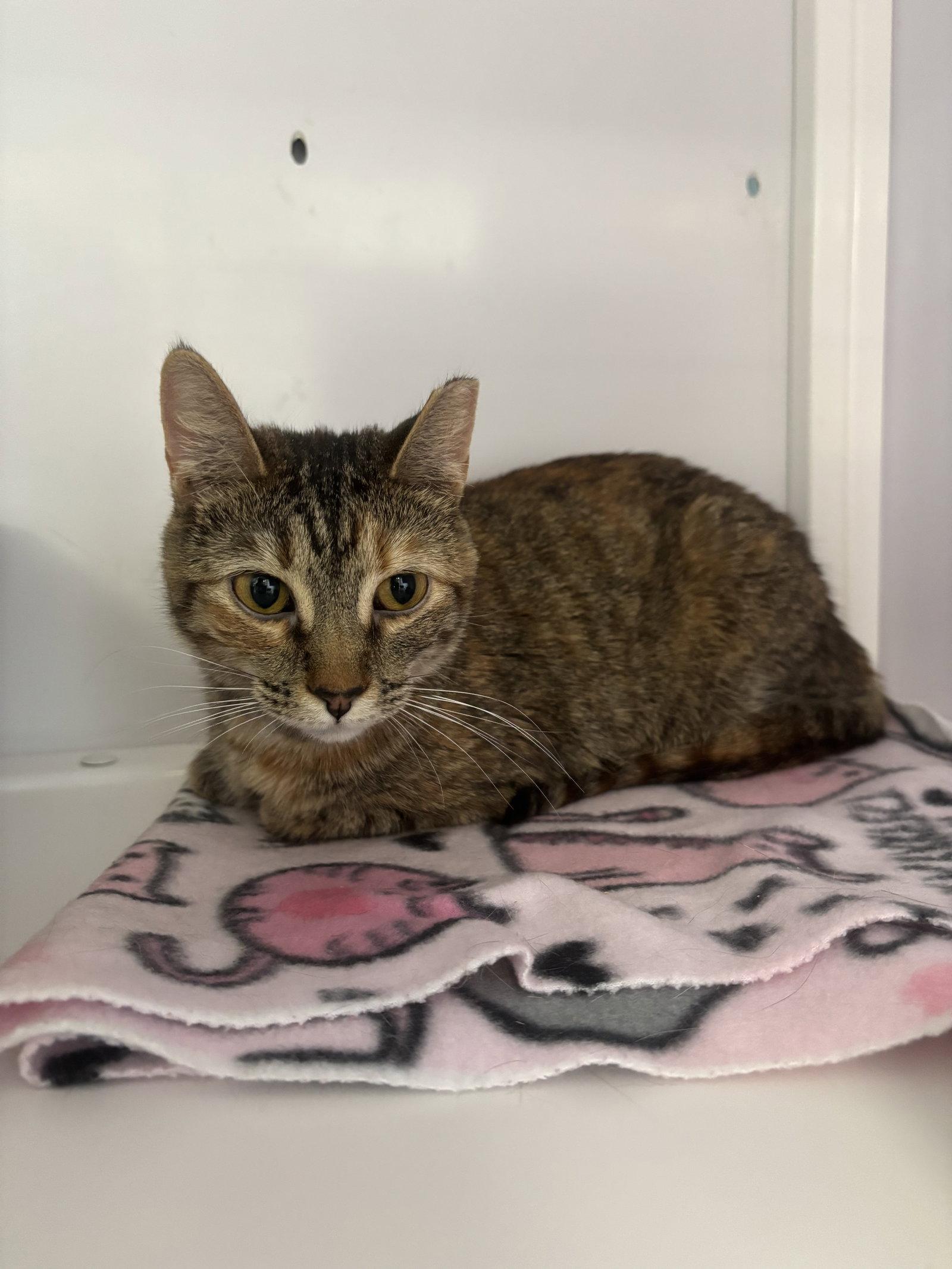 Enlarge Wilma, a Adoptable Domestic Short Hair in Alexandria, VA image 3/3