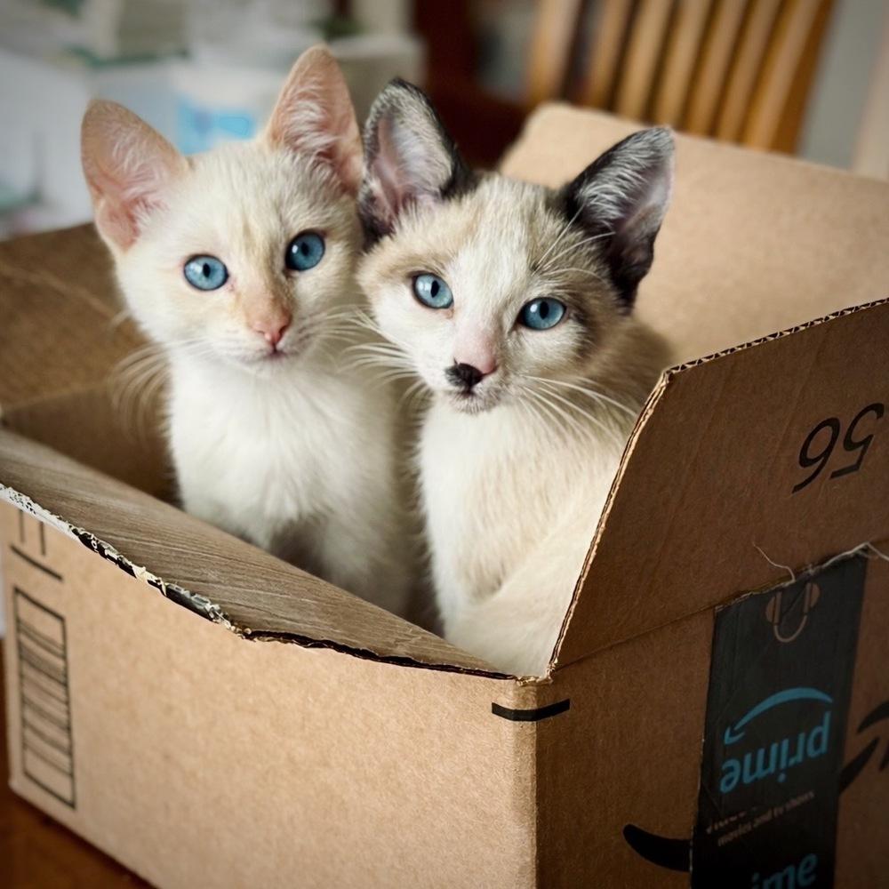 Cricket Doodle, Adoptable, Kitten Female Siamese & American Shorthair.