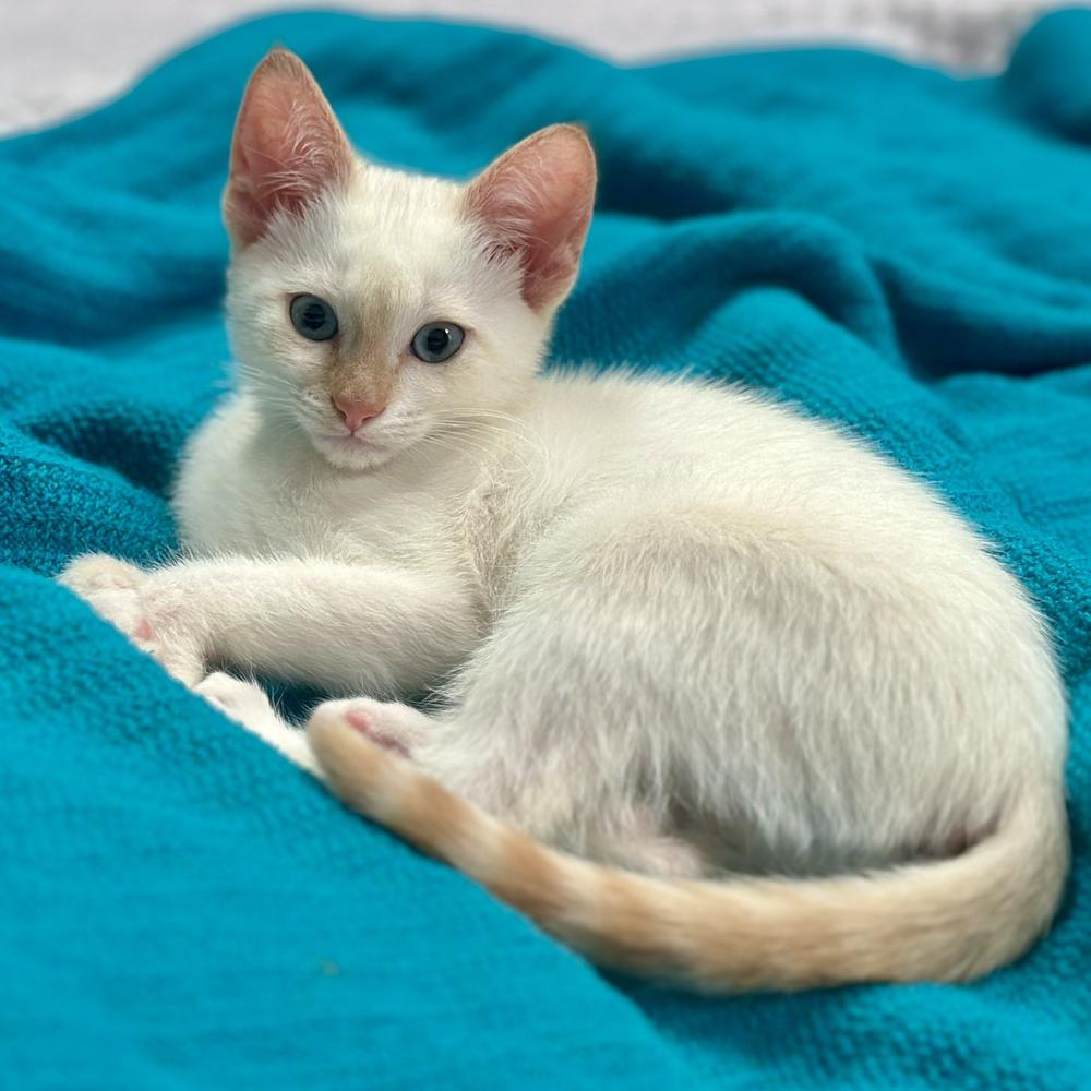 Enlarge Cricket Doodle, a Adoptable mixed breed in Austin, TX image 2/6