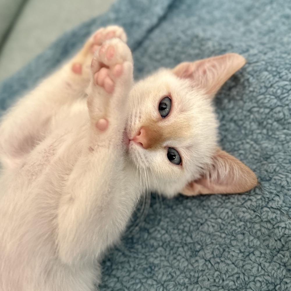 Enlarge Cricket Doodle, a Adoptable mixed breed in Austin, TX image 6/6