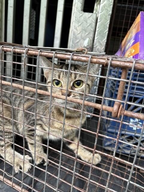 Shere Khan, Adoptable, Adult Female Domestic Short Hair.