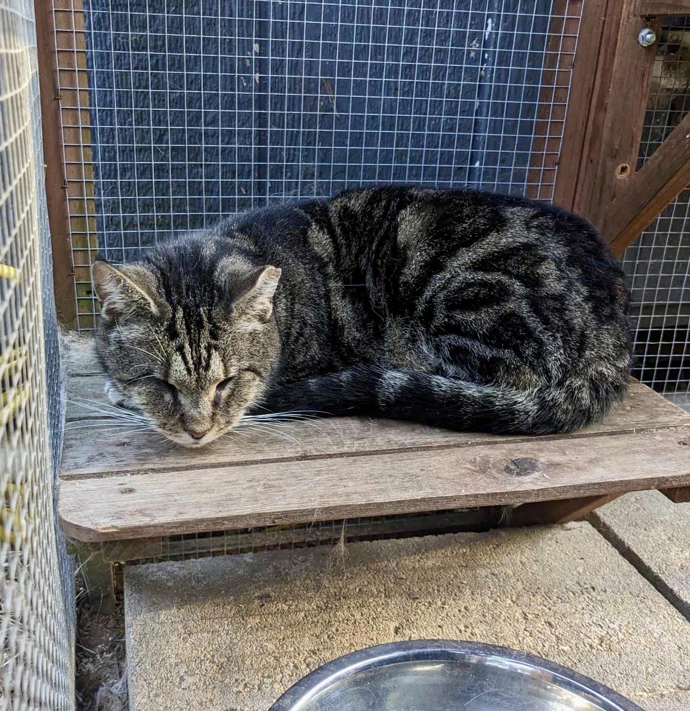 Enlarge Braille (Blind), a Adoptable Domestic Short Hair in LITTLE MOUNTAIN, SC image 1/1
