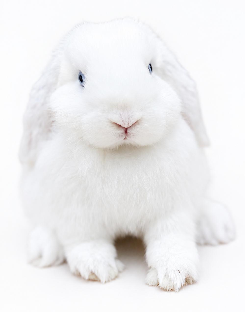 Emily is the most precious baby bun around - so sweet - THERAPY BUN, Adoptable, Baby Female Lop Eared & Holland Lop.