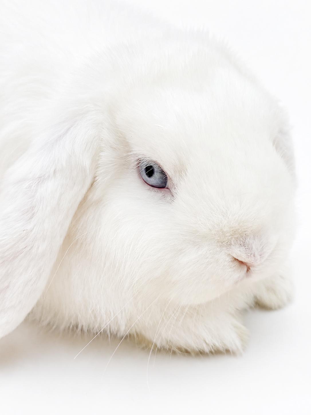 Enlarge Emily is the most precious baby bun around - so sweet - THERAPY BUN, a Adoptable mixed breed in Bedford Hills, NY image 3/6