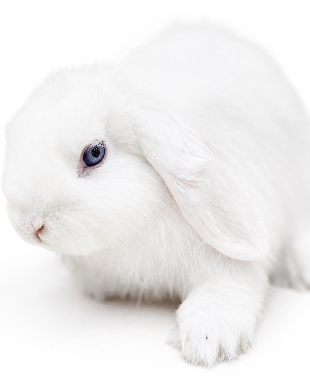 Enlarge Emily is the most precious baby bun around - so sweet - THERAPY BUN, a Adoptable mixed breed in Bedford Hills, NY image 6/6
