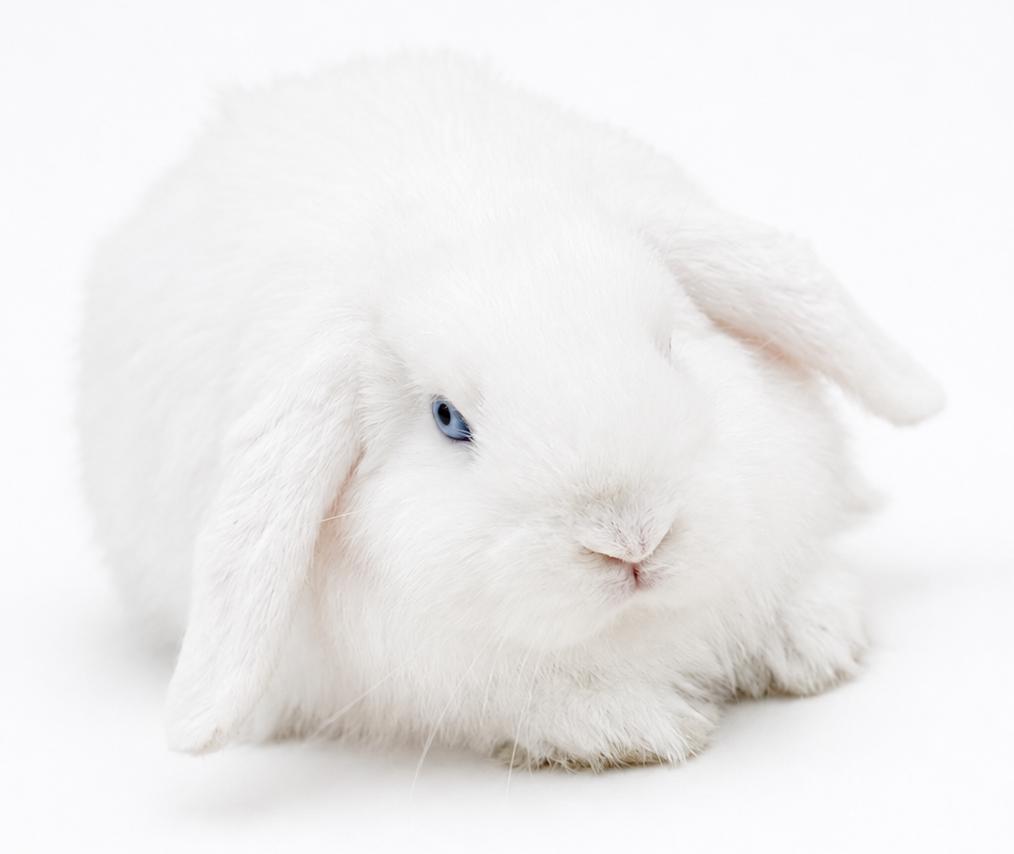 Enlarge Emily is the most precious baby bun around - so sweet - THERAPY BUN, a Adoptable mixed breed in Bedford Hills, NY image 2/6