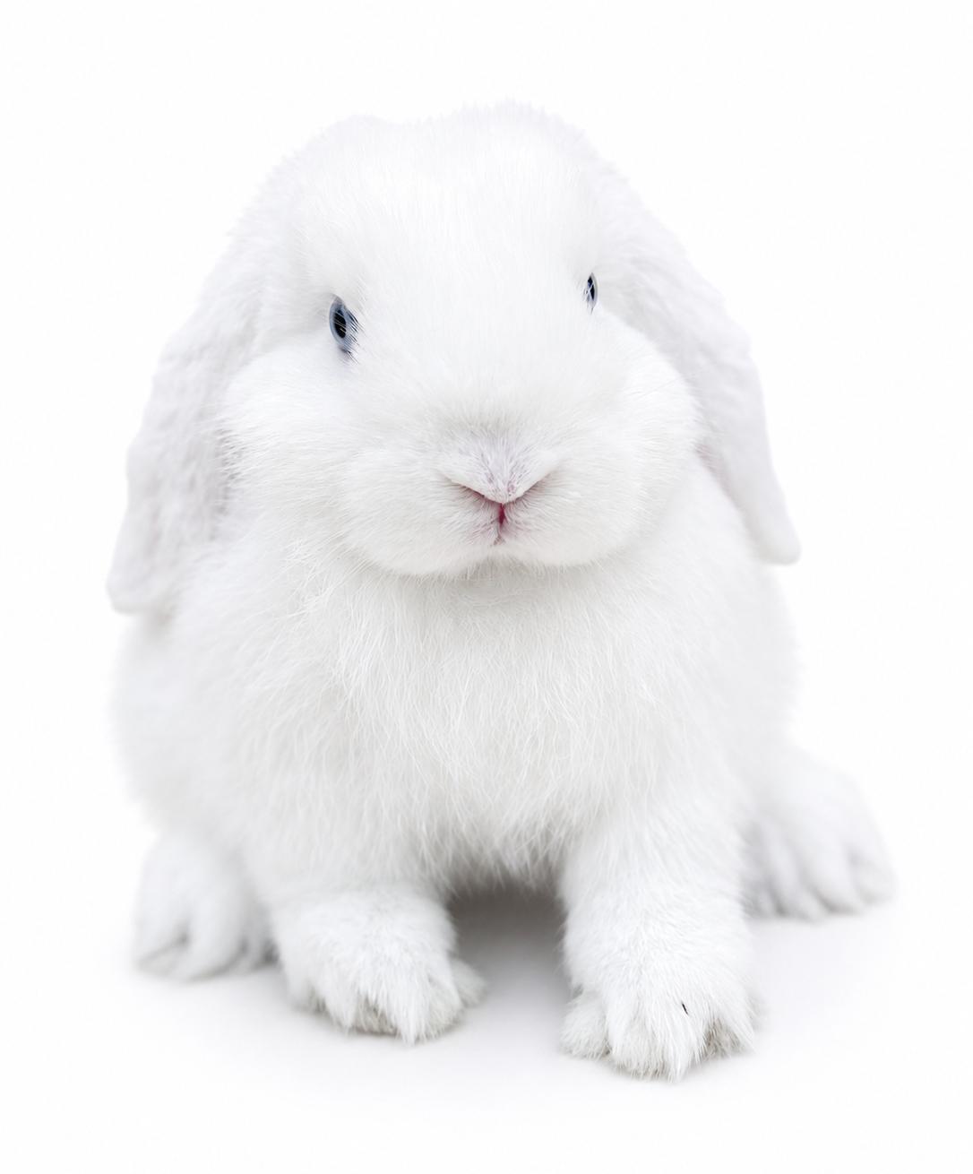 Enlarge Emily is the most precious baby bun around - so sweet - THERAPY BUN, a Adoptable mixed breed in Bedford Hills, NY image 5/6