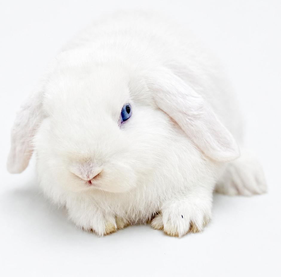 Enlarge Emily is the most precious baby bun around - so sweet - THERAPY BUN, a Adoptable mixed breed in Bedford Hills, NY image 4/6