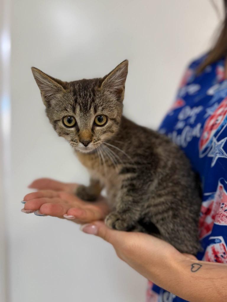 Lilo, Adoptable, Kitten Female Domestic Short Hair.