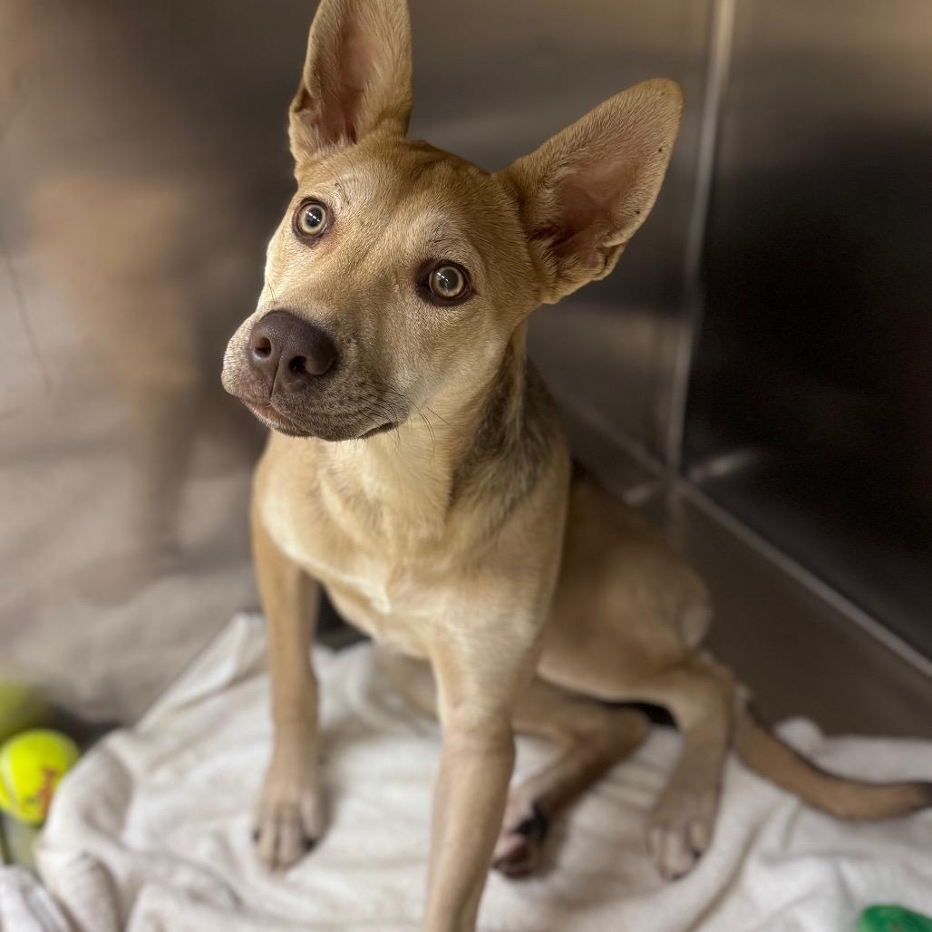 Enlarge Megan Jr., a Adoptable Mixed Breed in Winston-Salem, NC image 1/1
