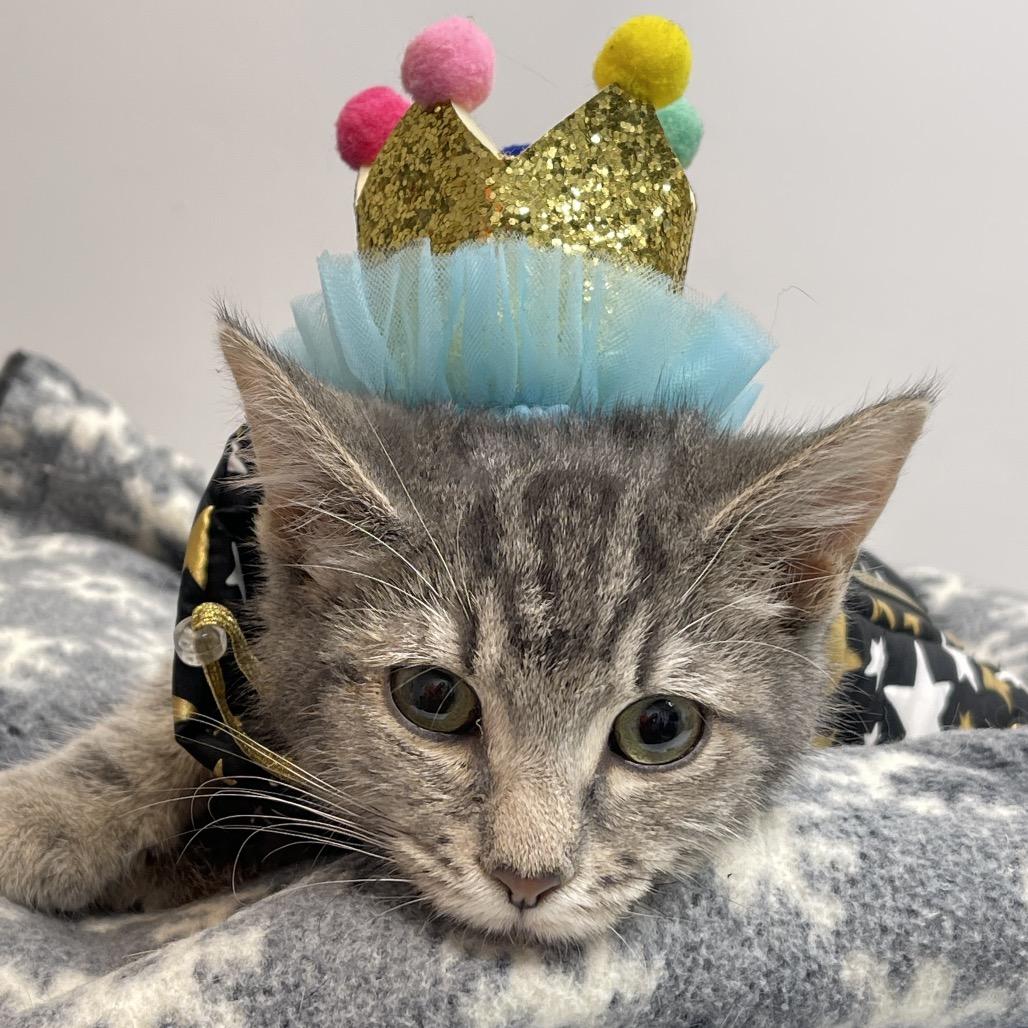 MINT JULEP, a Adoptable Domestic Short Hair in Graham, WA image 1/4