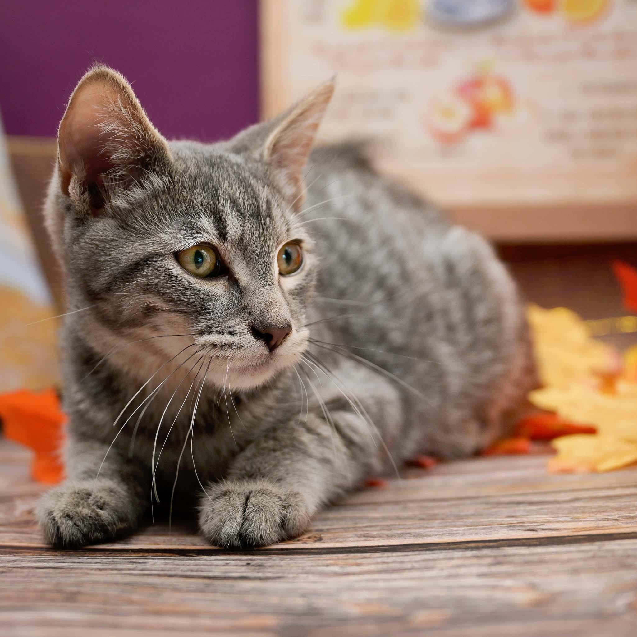 MINT JULEP, a Adoptable Domestic Short Hair in Graham, WA image 2/4