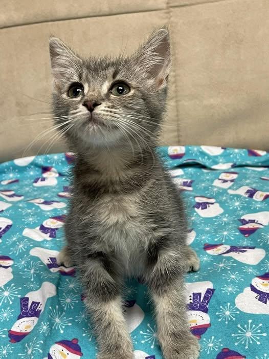 MINT JULEP, a Adoptable Domestic Short Hair in Graham, WA image 4/4