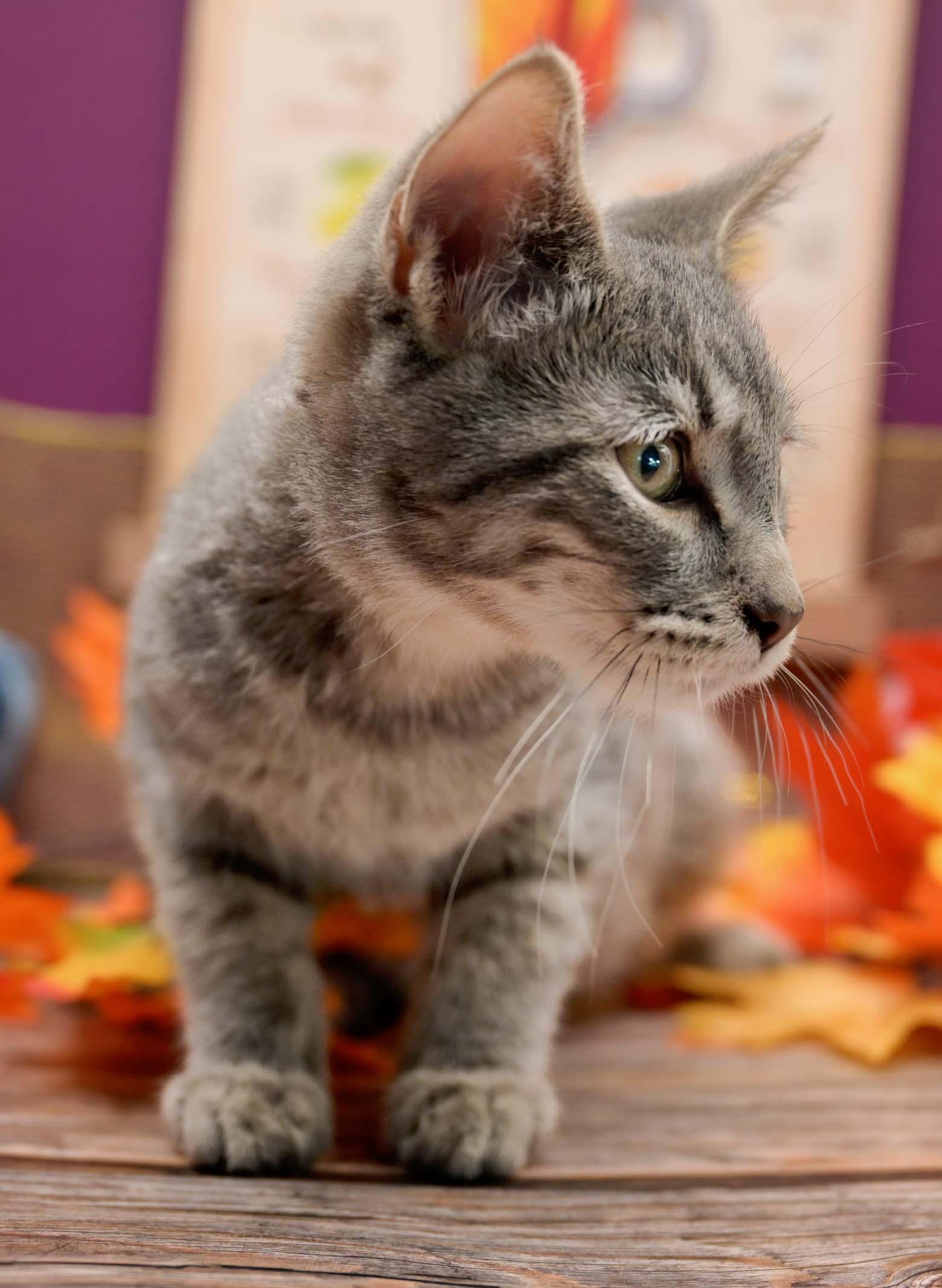 MINT JULEP, a Adoptable Domestic Short Hair in Graham, WA image 3/4