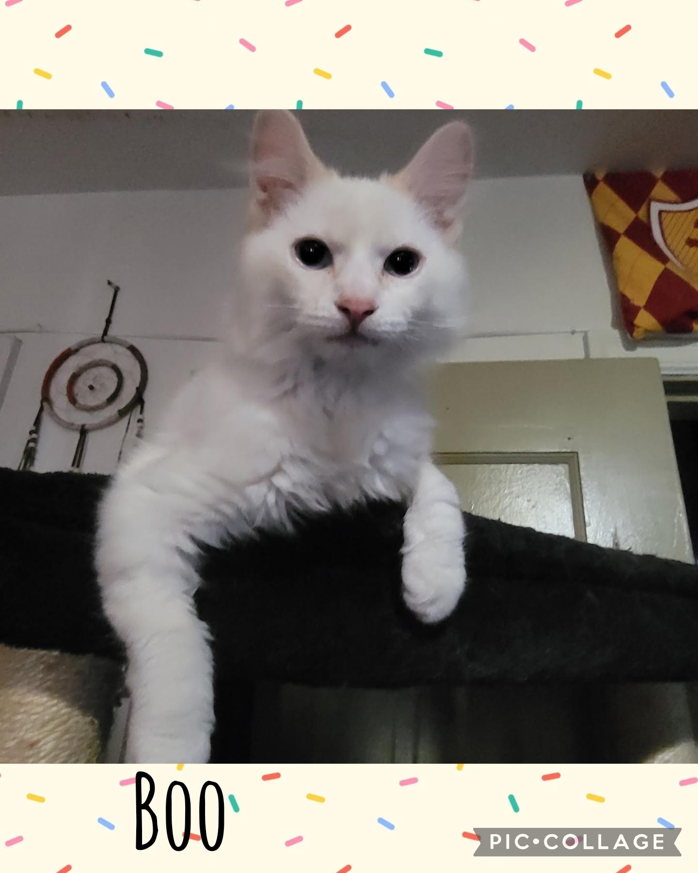 Boo, Adoptable, Kitten Female Domestic Short Hair.