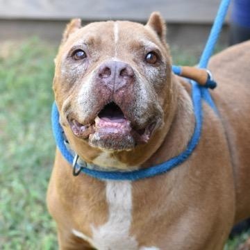 Enlarge Bruno, a Adoptable mixed breed in Willis, TX image 3/6