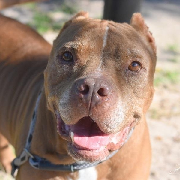 Enlarge Bruno, a Adoptable mixed breed in Willis, TX image 1/6