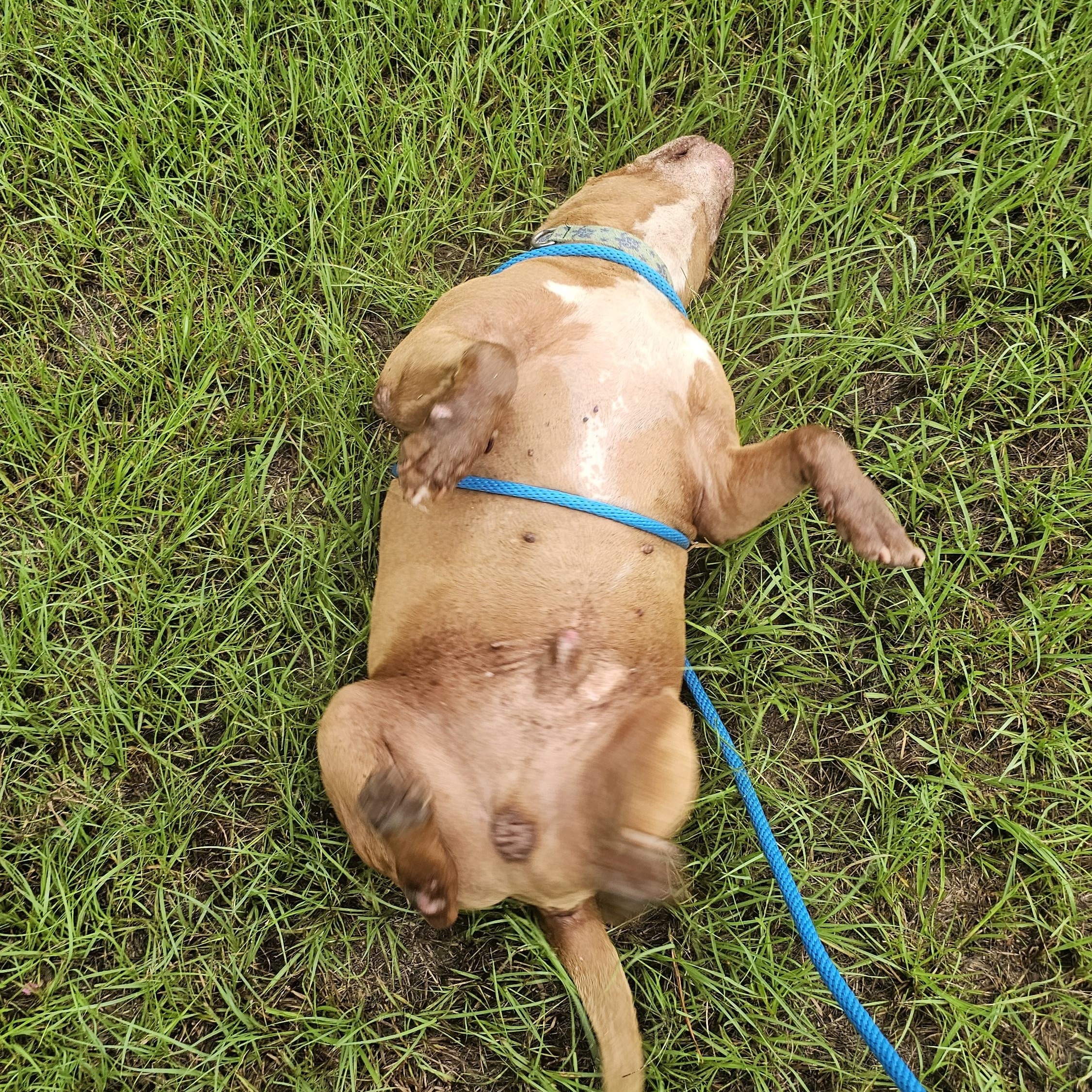 Enlarge Bruno, a Adoptable mixed breed in Willis, TX image 6/6