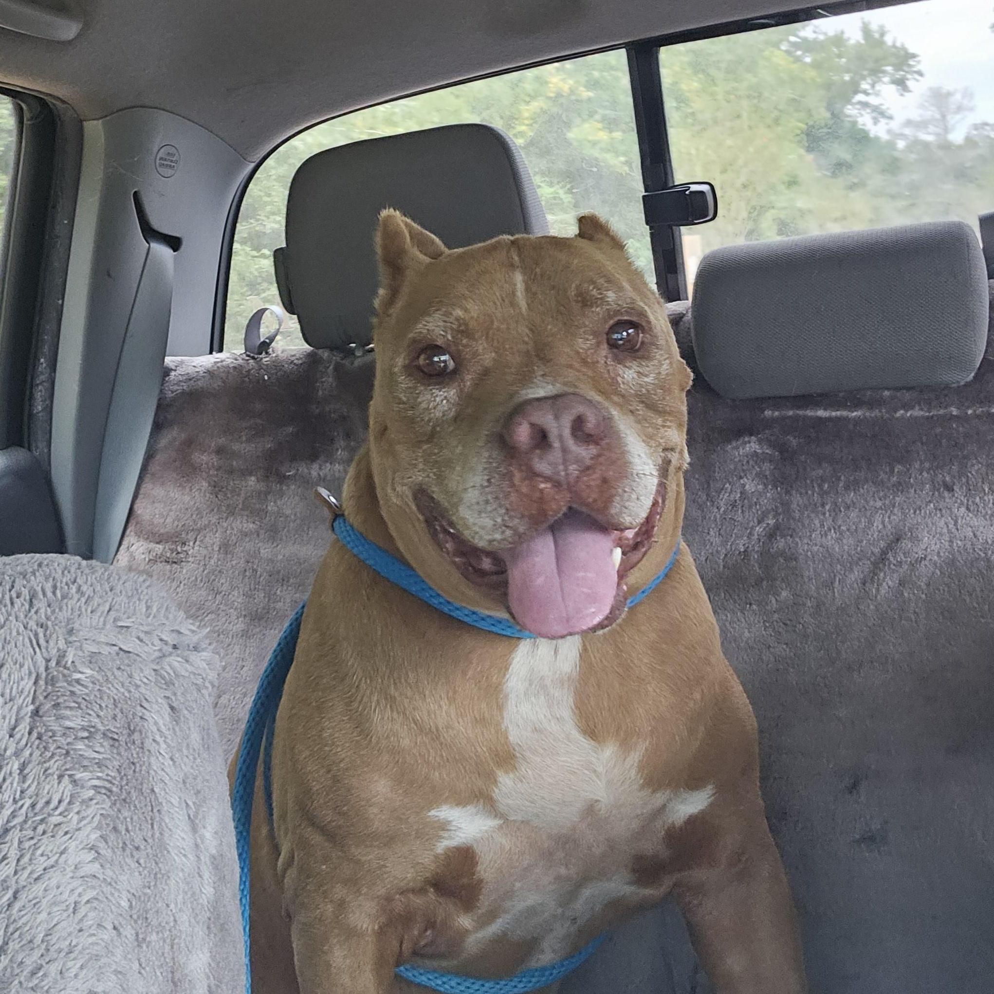 Enlarge Bruno, a Adoptable mixed breed in Willis, TX image 5/6