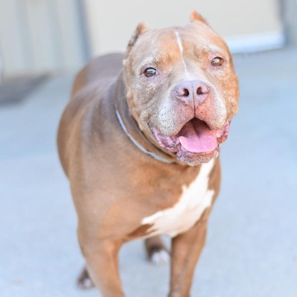 Enlarge Bruno, a Adoptable mixed breed in Willis, TX image 2/6