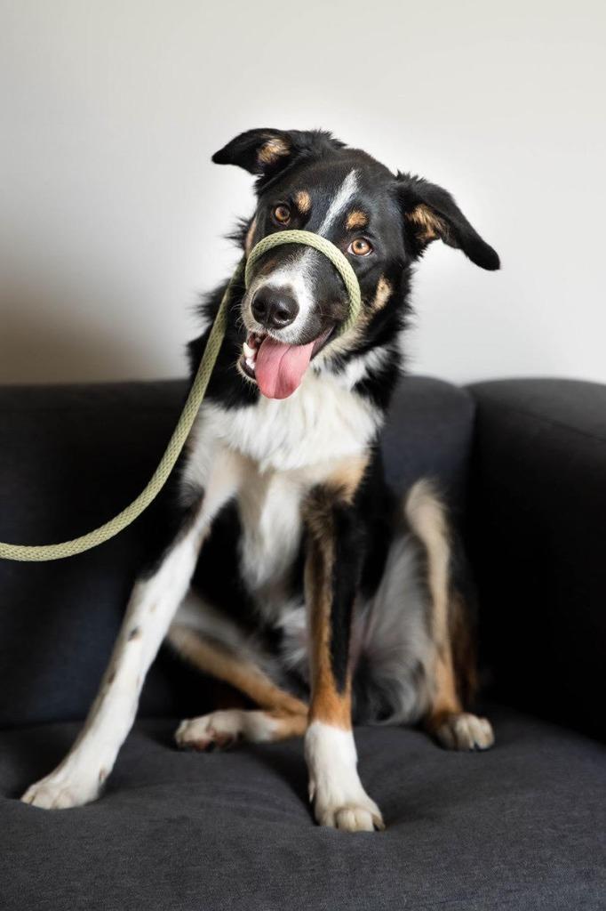 Stretch (fka Bentley), Adoptable, Adult Male Border Collie.