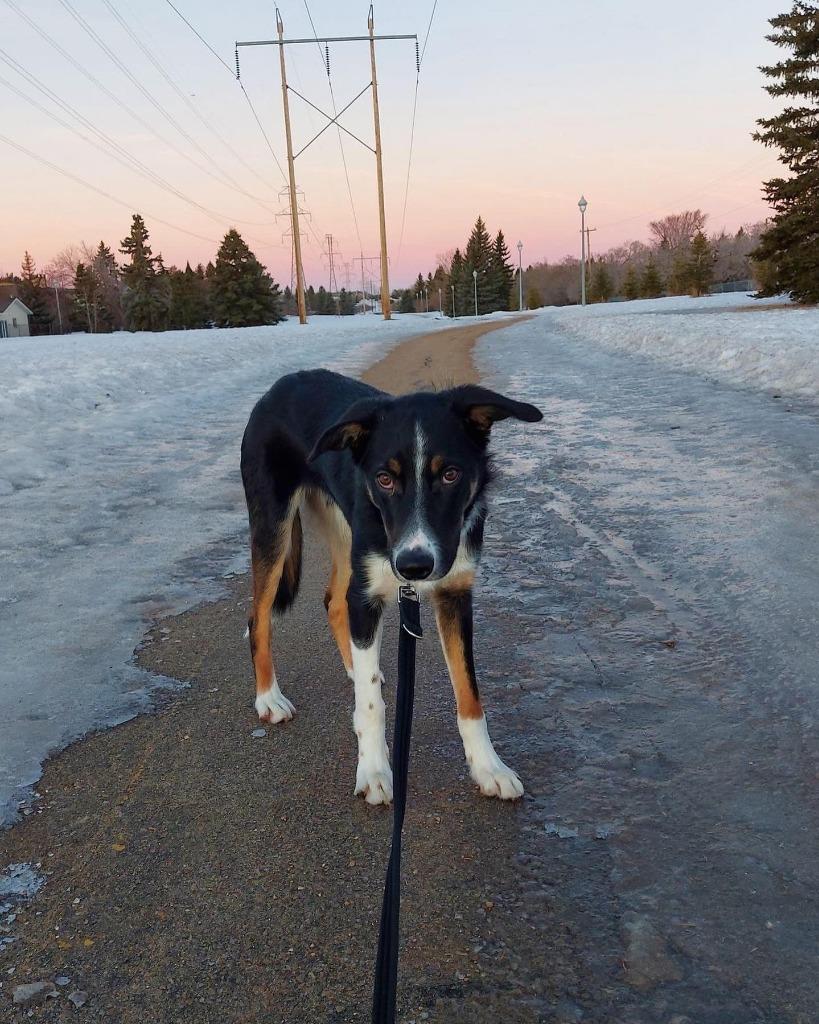 Enlarge Stretch (fka Bentley), a Adoptable Border Collie in Didsbury, AB image 2/3