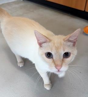 Flicka, a ADOPTABLE Domestic Short Hair in Mason City, IA image 3/3