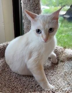 Flicka, ADOPTABLE, Adult Female Domestic Short Hair.