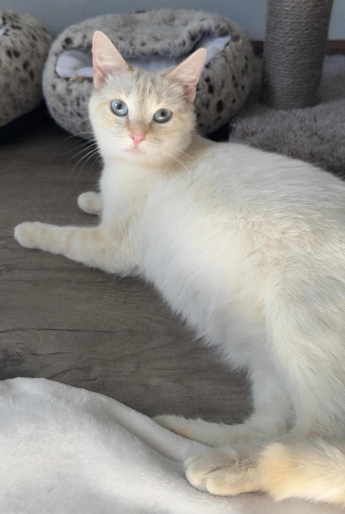 Flicka, a ADOPTABLE Domestic Short Hair in Mason City, IA image 2/3