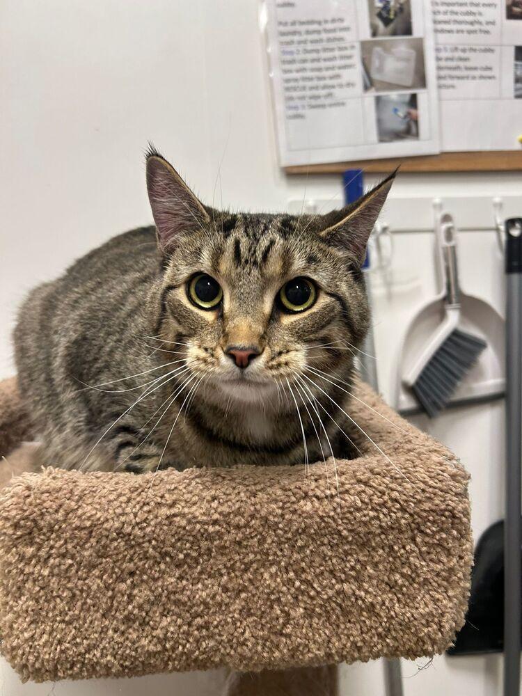 Bird, Adoptable, Adult Male Domestic Short Hair.