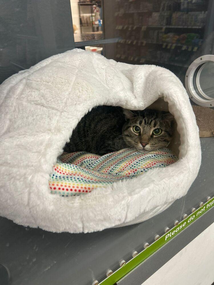 Enlarge Bird, a Adoptable Domestic Short Hair in Orlando, FL image 2/3