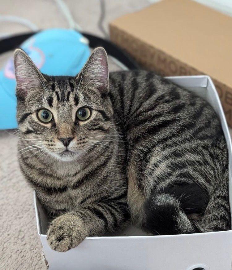 Enlarge Bird, a Adoptable Domestic Short Hair in Orlando, FL image 3/3
