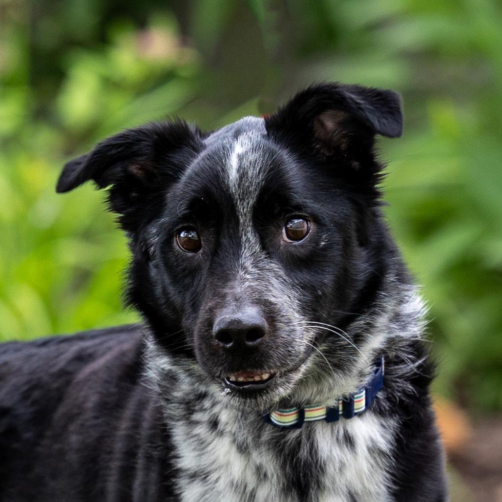 Ryder, Adoptable, Adult Male Australian Cattle Dog / Blue Heeler & Collie.