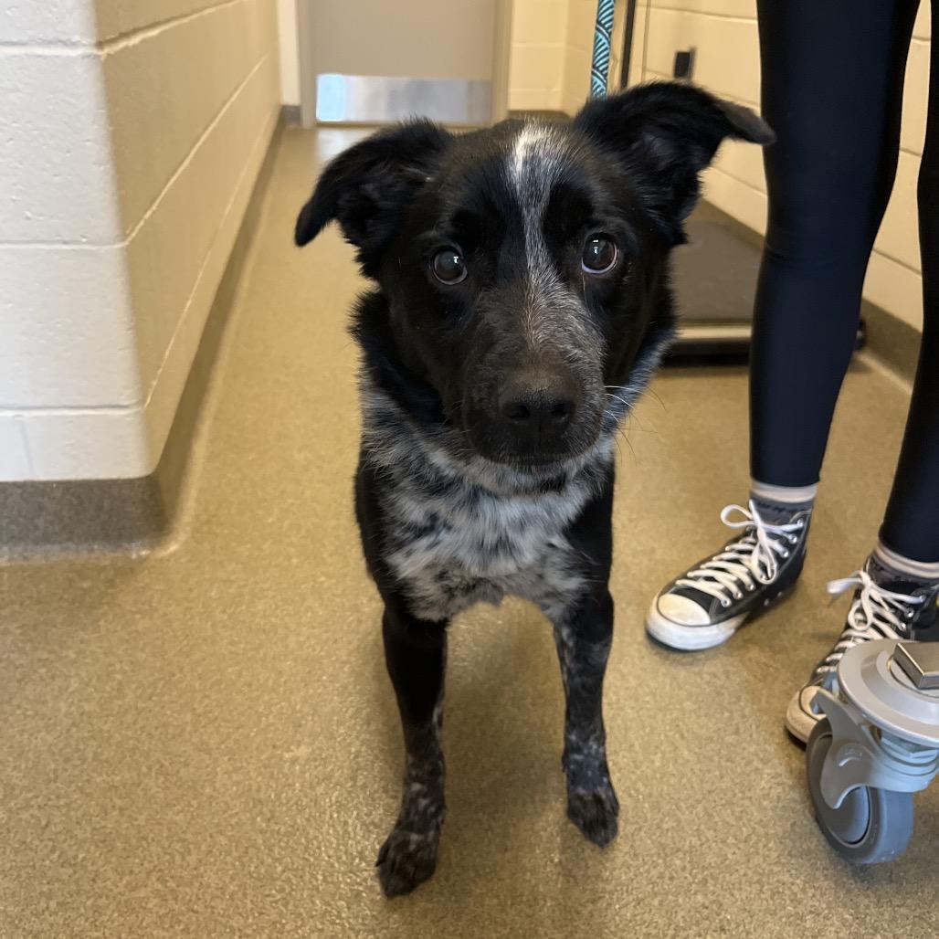 Ryder, a Adoptable mixed breed in Council Bluffs, IA image 2/5