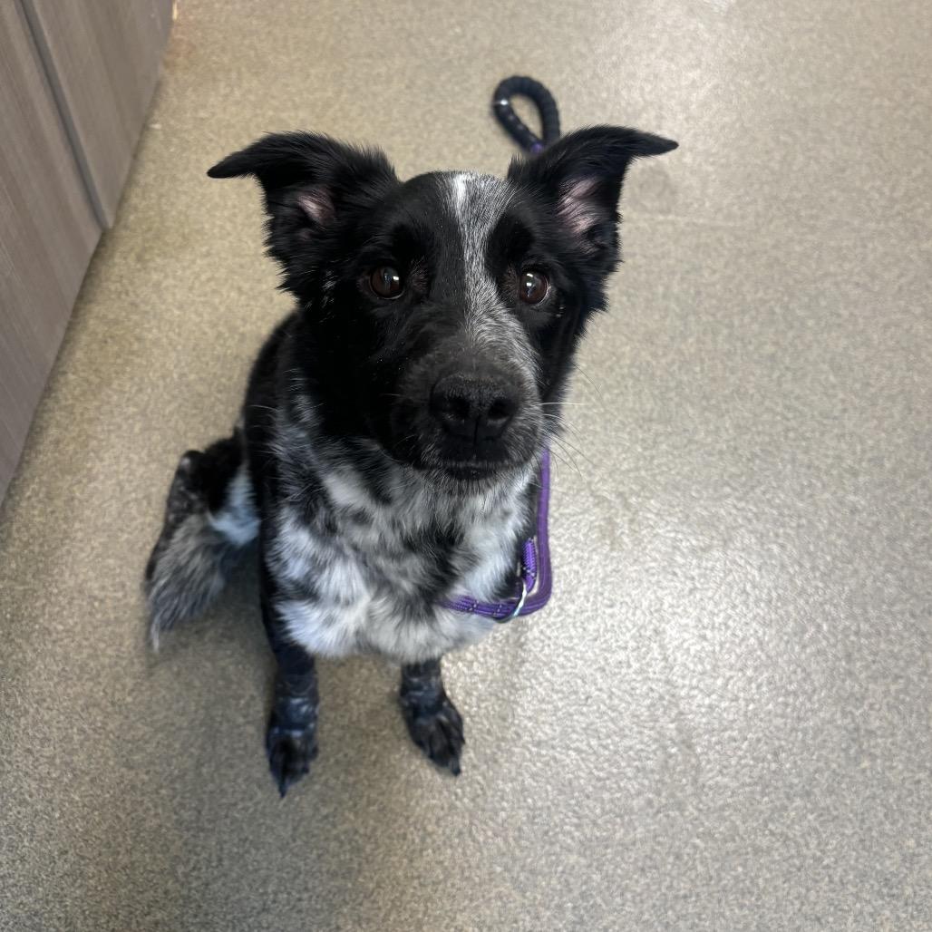 Ryder, a Adoptable mixed breed in Council Bluffs, IA image 3/5