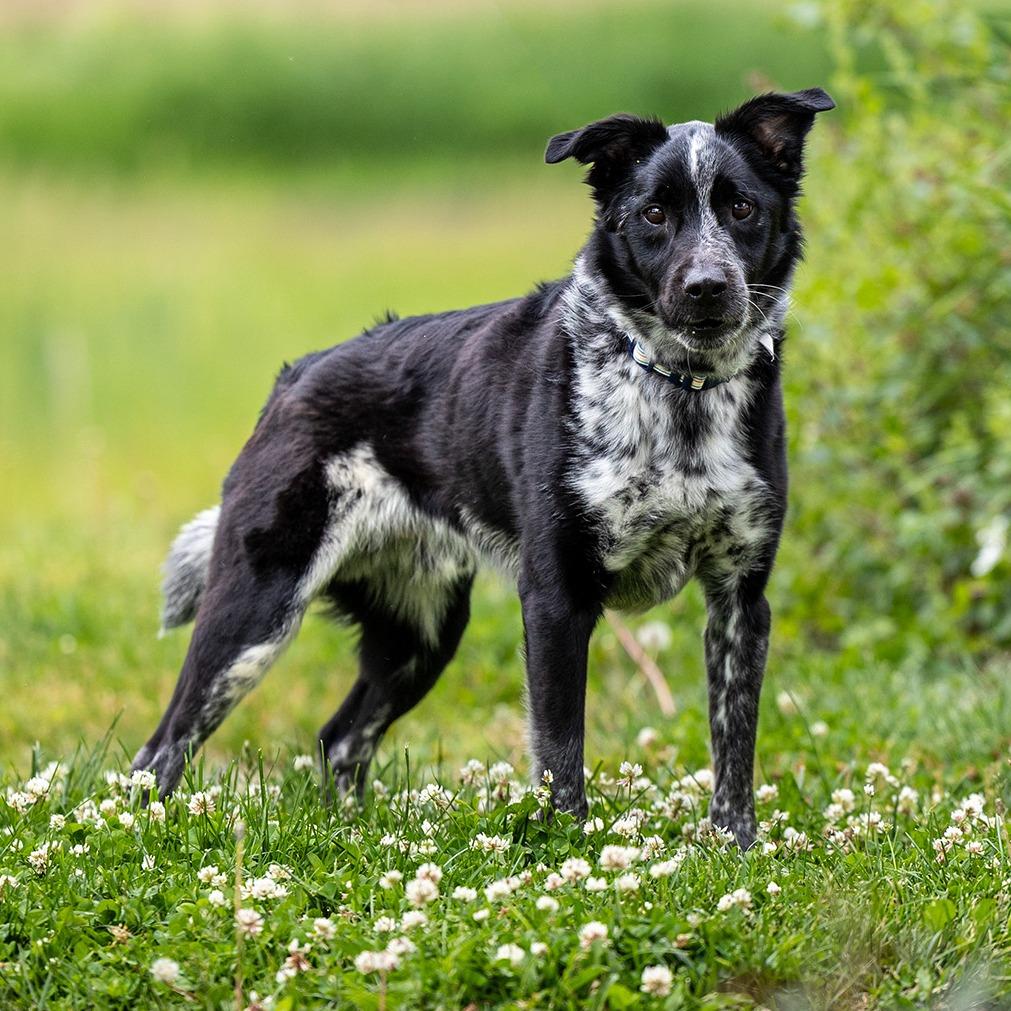 Ryder, a Adoptable mixed breed in Council Bluffs, IA image 4/5
