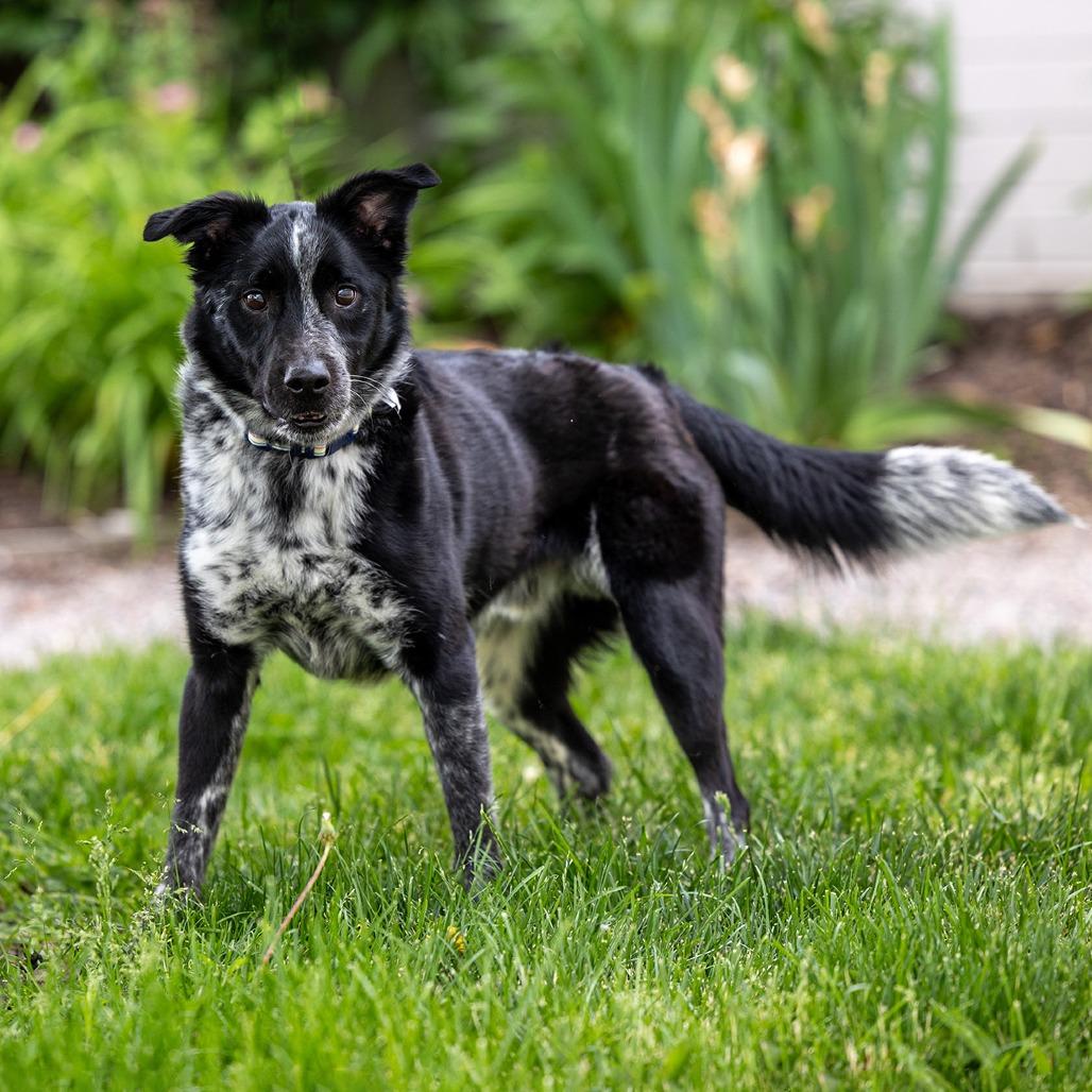 Ryder, a Adoptable mixed breed in Council Bluffs, IA image 5/5